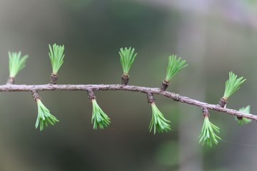 Young needles from a tamarack (Larix laricina)