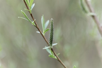 Willow flower of a Purple willow