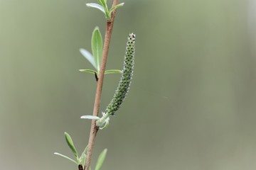 Willow flower of a Purple willow