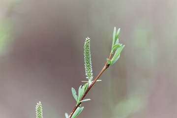Naklejka premium Willow flower of a Purple willow