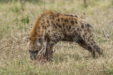 Hyena eating, Africa