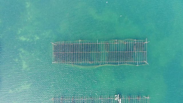 les grilles d'un parc &agrave; hu&icirc;tre dans les eaux vertes d'un &eacute;tang