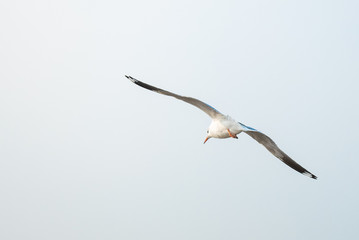 Seagulls are flying at the sea.