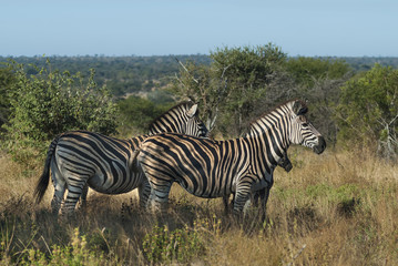 Fototapeta na wymiar Africa, Animal, Common zebra, Equidae, 
