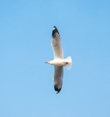 Seagulls are flying at the sea.