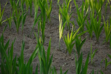 Agricultural field with plants