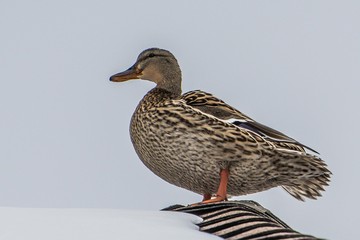 Duck in the snow