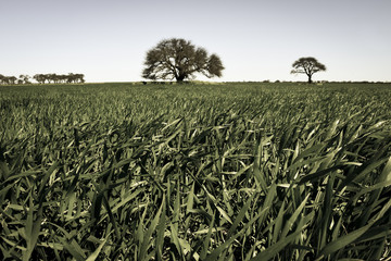 Obraz premium Calden Tree landscape, La Pampa, Argentina