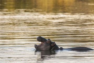 Fototapeta premium Hippopotamus , Kruger National Park , Africa