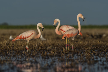 Flamingos, Patagonia Argentina