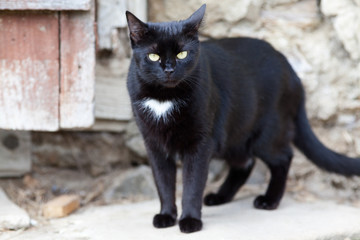 cute black cat hiding - focus on the eyes