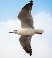 Seagulls are flying at the sea.