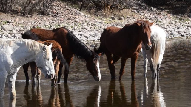 Wild stallions of Arizona cooling in a creek