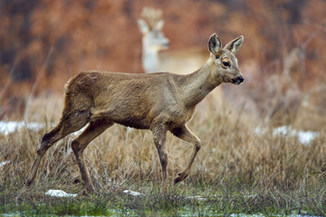 Roe deer in the forest