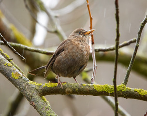 Obraz premium Juvenile blackbird in the forest