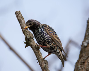 Starling on a branch