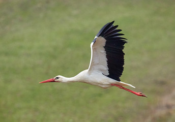 White stork taking off