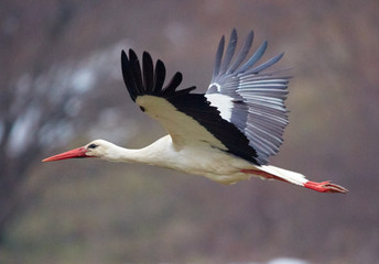 White stork taking off