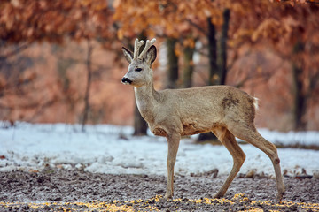 Roe deer in the forest