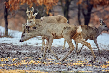 Roe deer in the forest