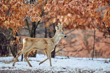 Roe deer in the forest