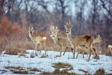 Roe deer in the forest