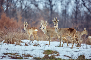 Roe deer in the forest