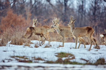 Roe deer in the forest