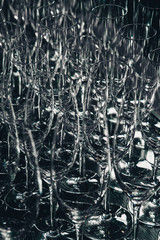 empty glasses of champagne for welcome drink