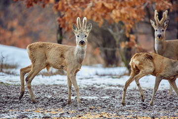 Roe deer in the forest
