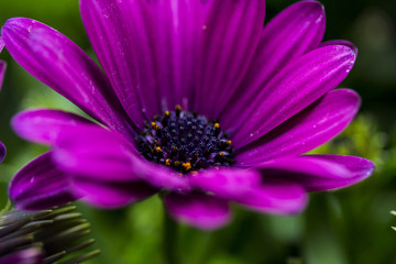 Purple Daisy