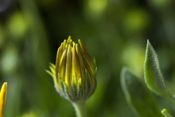 Flower Bud