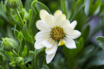 white daisy