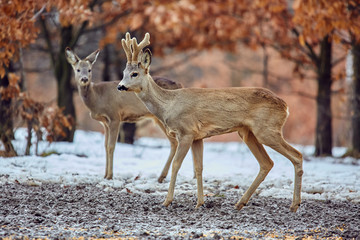 Roe deer in the forest