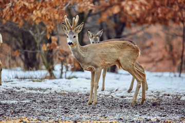 Roe deer in the forest