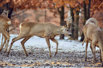 Roe deer in the forest