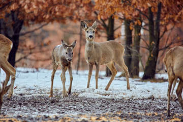 Roe deer in the forest