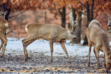 Roe deer in the forest