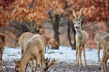 Roe deer in the forest