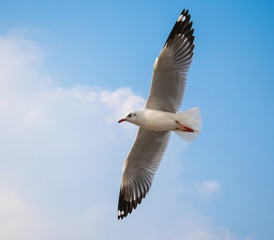 Seagulls are flying at the sea.