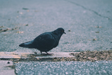 wintery pigeon 