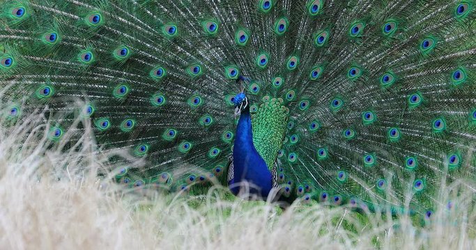 Courting Display Indian Peafow
