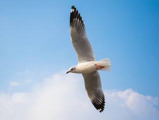 Seagulls are flying at the sea.