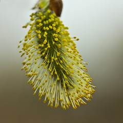 Blossoming buds of willow.
So willow bush is flowering. Its flowers give a lot of pollen.