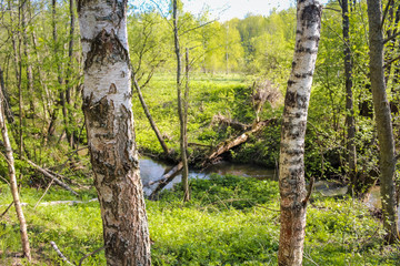 Fototapeta premium Forest river Gorodyanka, Maloyaroslavetskiy district, Kaluzhskaya region, Russia 