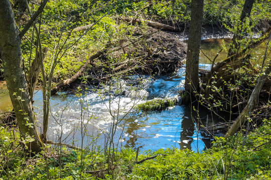 Forest river Gorodyanka, Maloyaroslavetskiy district, Kaluzhskaya region, Russia
