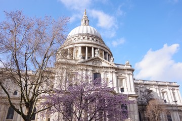 Fototapeta na wymiar Cherry blossom and St. Paul's Cathedral