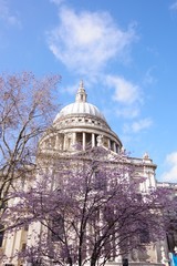 Fototapeta na wymiar Cherry blossom and St. Paul's Cathedral