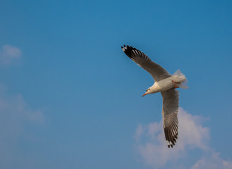 Seagulls are flying at the sea.