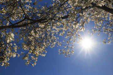 Ast einer Magnolie mit weissen Blüten im Sonnenschein for blauem Himmel